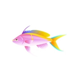 Bartletts Anthias